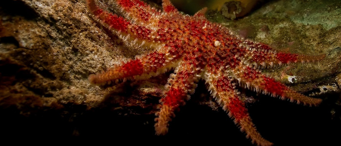 Featured image for Members Guide Update